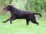 Labrador retriever Luka tidl. hund - huhej..
