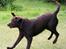 Labrador retriever Luka tidl. hund - ih hvor det går..