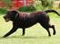 Labrador retriever Luka tidl. hund