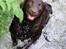 Labrador retriever Luka tidl. hund - hvem sagde vandhund?!