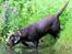 Labrador retriever Luka tidl. hund - vandhund