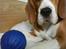Beagle Oscar - Oscar med sin helt nye bold :) Den er go´