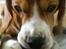 Beagle Oscar - Endnu et billede med bolden :)