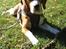 Beagle Oscar - Oscar slænger sig i parken med sin nyfundne pind.
