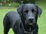 Labrador retriever Lucas - Lækker eller hva ?! :p <33 