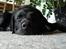 Labrador retriever Lucas - zzz 