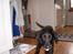 Flat coated retriever Fia (Kennelnavn Honey)  - fia stangstiv på A38 tihi