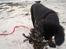 Flat coated retriever Fia (Kennelnavn Honey)  - Mums tang.