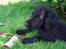 Flat coated retriever Fia (Kennelnavn Honey)  - Kigger efter æslerne. De er dog nogle mærkelige STORE dyr! 