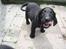 Flat coated retriever Fia (Kennelnavn Honey)  - 6 uger gamle Fia stiller glædeligt op til et foto. 