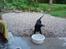 Flat coated retriever Fia (Kennelnavn Honey)  - Atack....Nu skal du få en ordenlig røvfuld slemme vand!:-)