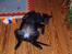 Flat coated retriever Fia (Kennelnavn Honey)  - Ynglings sovestilling 