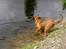 Blanding af racer Balto aflivet d. 3/11-11 
