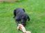 Labrador retriever Zippy - mums lækkert kødben