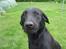 Labrador retriever Zippy - hvad har jeg nu gjort