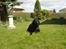 Labrador retriever Zippy - jeg keder mig - sker der snart noget 