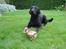 Labrador retriever Zippy - det er da mit kødben