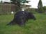 Labrador retriever Zippy - skal vi lege 