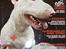 Bullterrier Ester  - Her var jeg på forsiden af ungdomsbladet Chilli.
