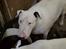 Bullterrier Thor +++R.I.P.+++ - Altså se de damer der .. gider dem ikk...