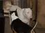 Bullterrier Thor +++R.I.P.+++ - og igen flere damer.. hmm gå med jer...