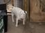 Bullterrier Thor +++R.I.P.+++ - Var der nogen der sagde mad?