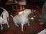 Bullterrier Thor +++R.I.P.+++ - Jeg ka sitte hvis det er mad du har der.. gi mig det så...