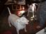 Bullterrier Thor +++R.I.P.+++ - Se hende Ester vil prøve at stjæle min mad.. hmm..