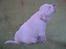 Labrador retriever Max - uh!!!  jeg mangler minm "moaaa"