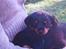 Rottweiler Spike