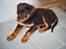 Rottweiler Spike