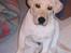 Labrador retriever Max