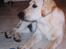 Labrador retriever Max