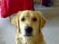 Golden retriever Tantor - Tigger ´aldrig´! ;-) Gg
