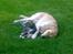 Golden retriever Tantor - Efter en tur i narkose er der intet bedre end en lur sammen med Terk