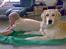 Golden retriever Tantor - At se fjernsyn med min far er rigtig hyggeligt!