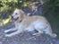 Golden retriever Tantor - En tur i hundeskoven er anstrengende, men sjovt!