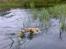 Golden retriever Tantor - Elsker bare at bade - specielt sammen med Serina! ;-)