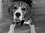 Beagle Oscar