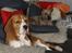 Beagle Oscar - Oscar og hans søde veninde Stella efter en god dags tumlen :)