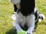 Cavalier king charles spaniel Tikka - Tikka<3 NYT d. 24.04 med vores nye kamera :)