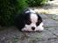 Cavalier king charles spaniel Tikka - Tikka<3 Jeg ligger bare og hygger! Hvalpebillede.