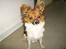 Papillon nikki