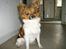 Papillon nikki