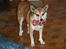 Norsk lundehund Stella (22.4.1997- 3.1.2012) - Hvad skal jeg gøre af mit lækre ben?