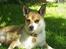 Norsk lundehund Stella (22.4.1997- 3.1.2012) - Sommer 2003