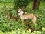 Norsk lundehund Løvheims Forseti / Fossi 4.3.05 - 13.1.14 - Aug.07