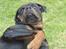 Rottweiler Anton