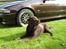 Labrador retriever Madumbjergs Magic Mas....