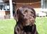 Labrador retriever Madumbjergs Magic Mas....